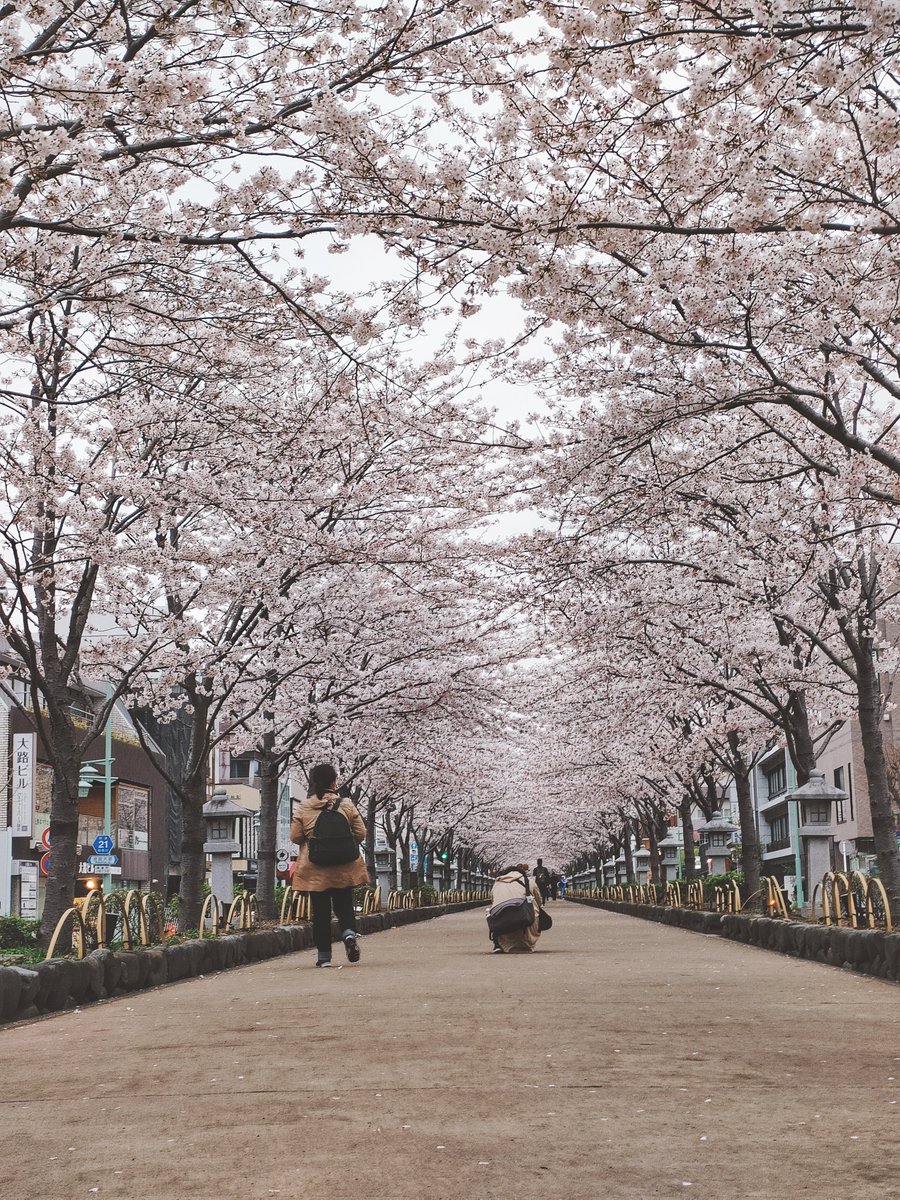 Shimachang tweet media