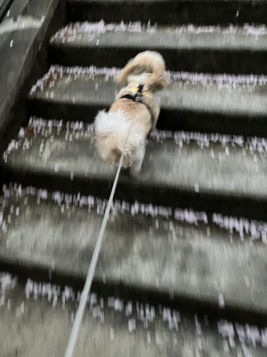 みゃんごU^ェ^U tweet media