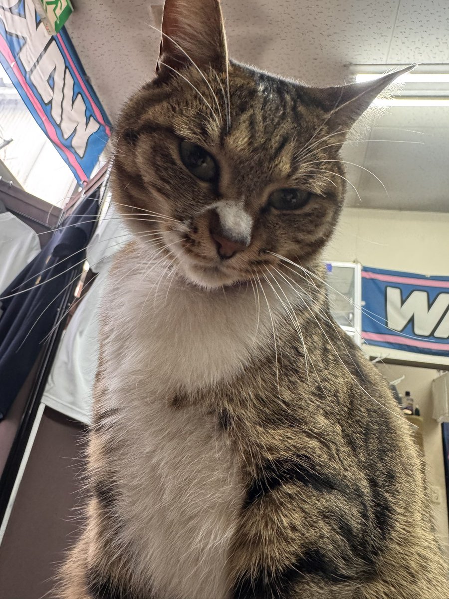 CarMedical Complete tweet media