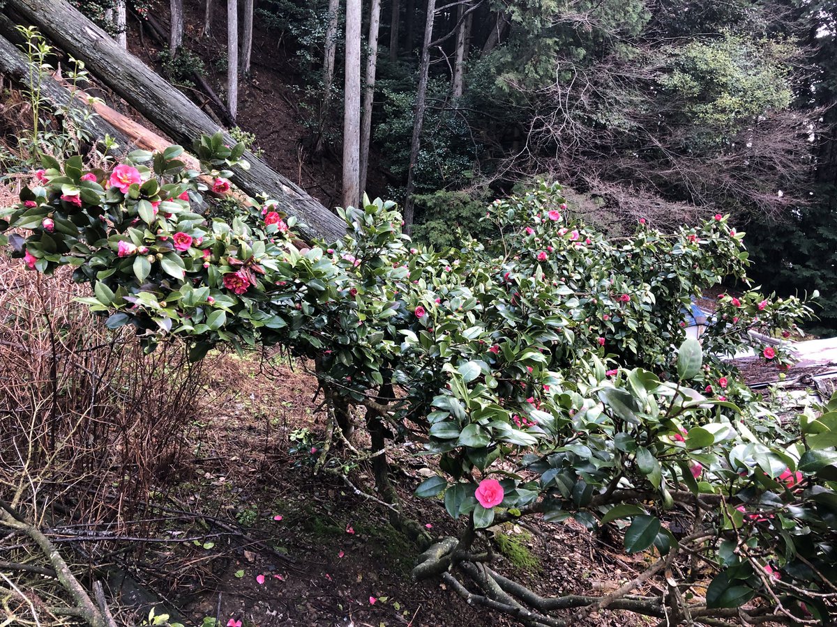 月輪寺【公式】 tweet media