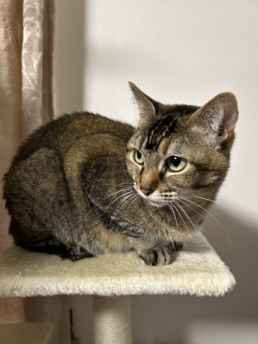 こうじ tweet media