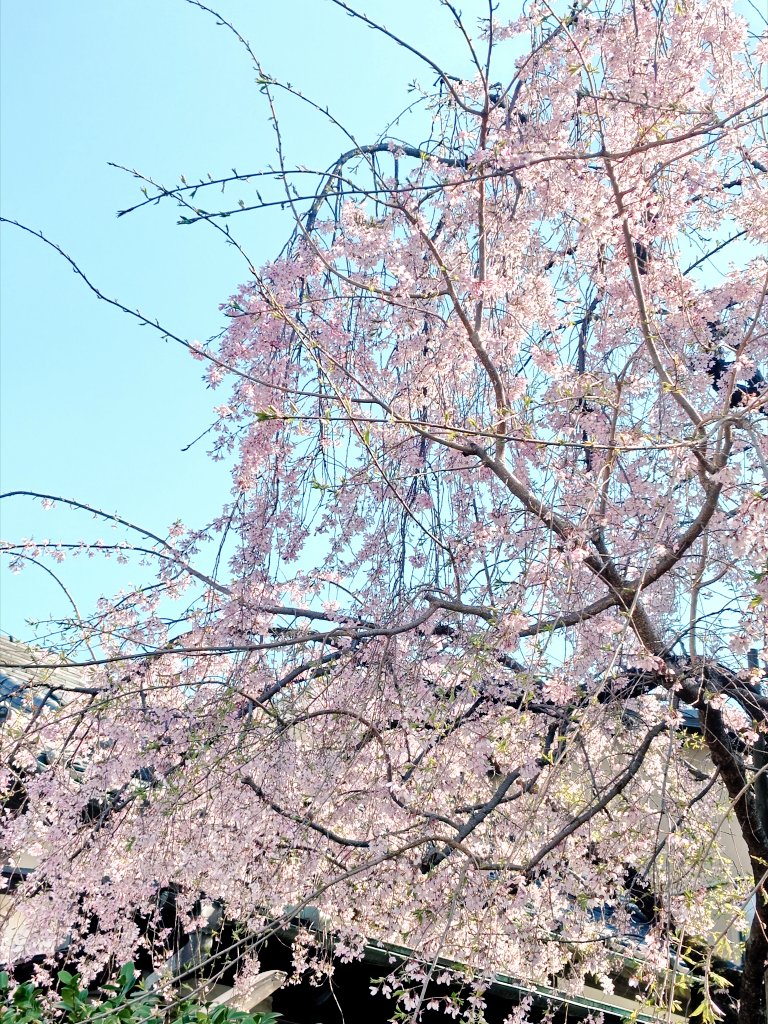 さくらといんこ tweet media