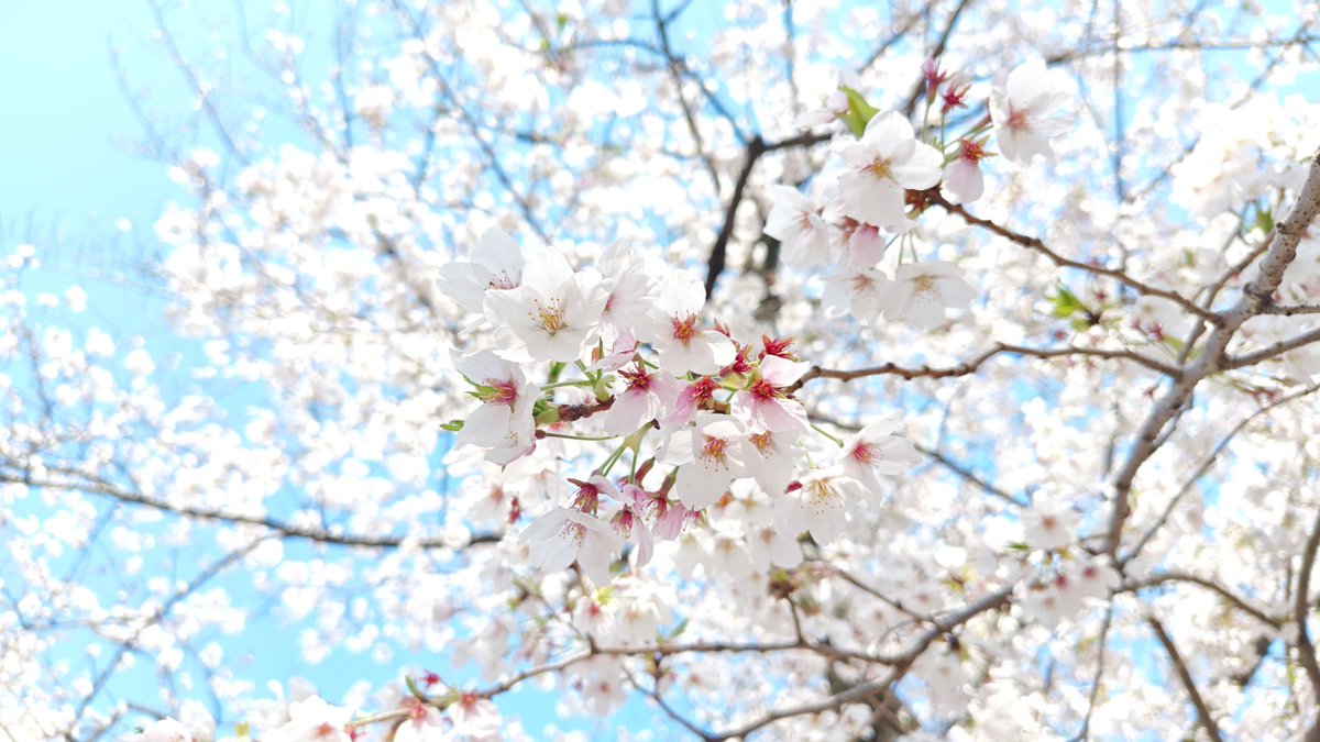 さくらといんこ tweet media