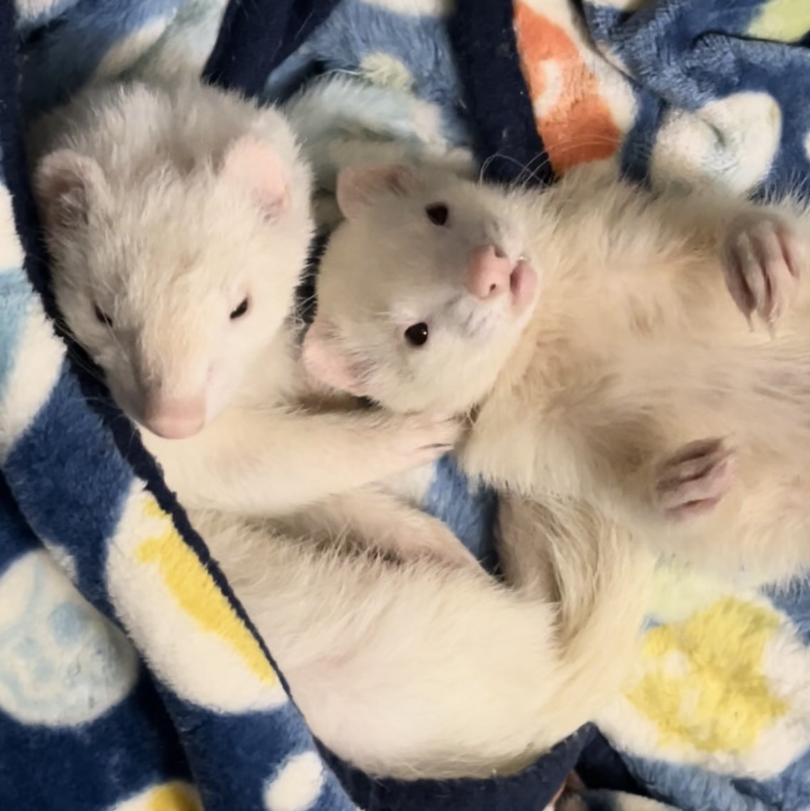 RyunohigezzZ's tweet image. 眠たい兄と甘えたい弟(*^ω^*)

#フェレット #ferrets 
#思い出の写真と動画