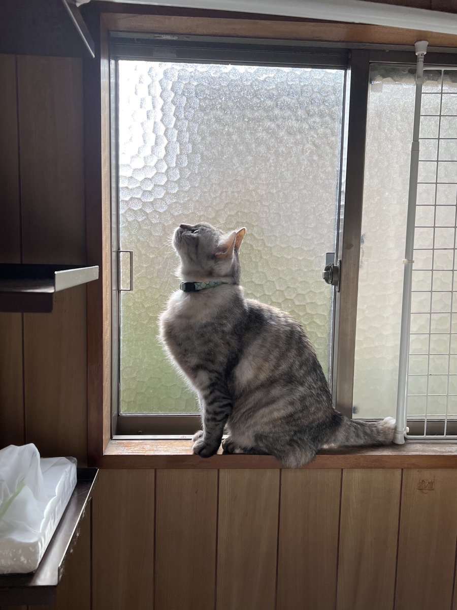 おはよう美しい猫