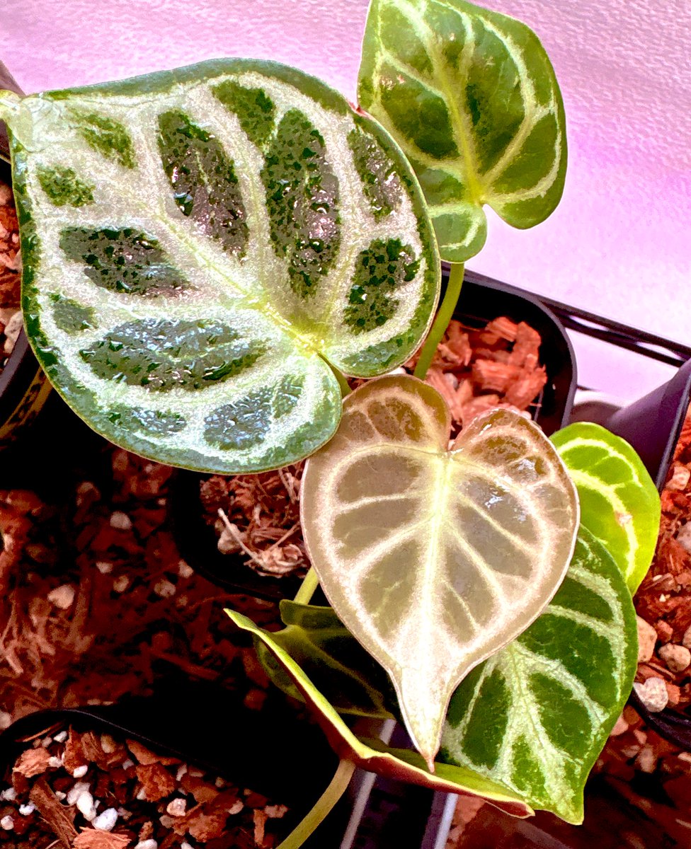 𝐊𝐨𝐦𝐮𝐫𝐚𝐬𝐚𝐤𝐢 𝐨𝐫 𝐒𝐡𝐚𝐦𝐮𝐍𝐞𝐤𝐨 tweet media