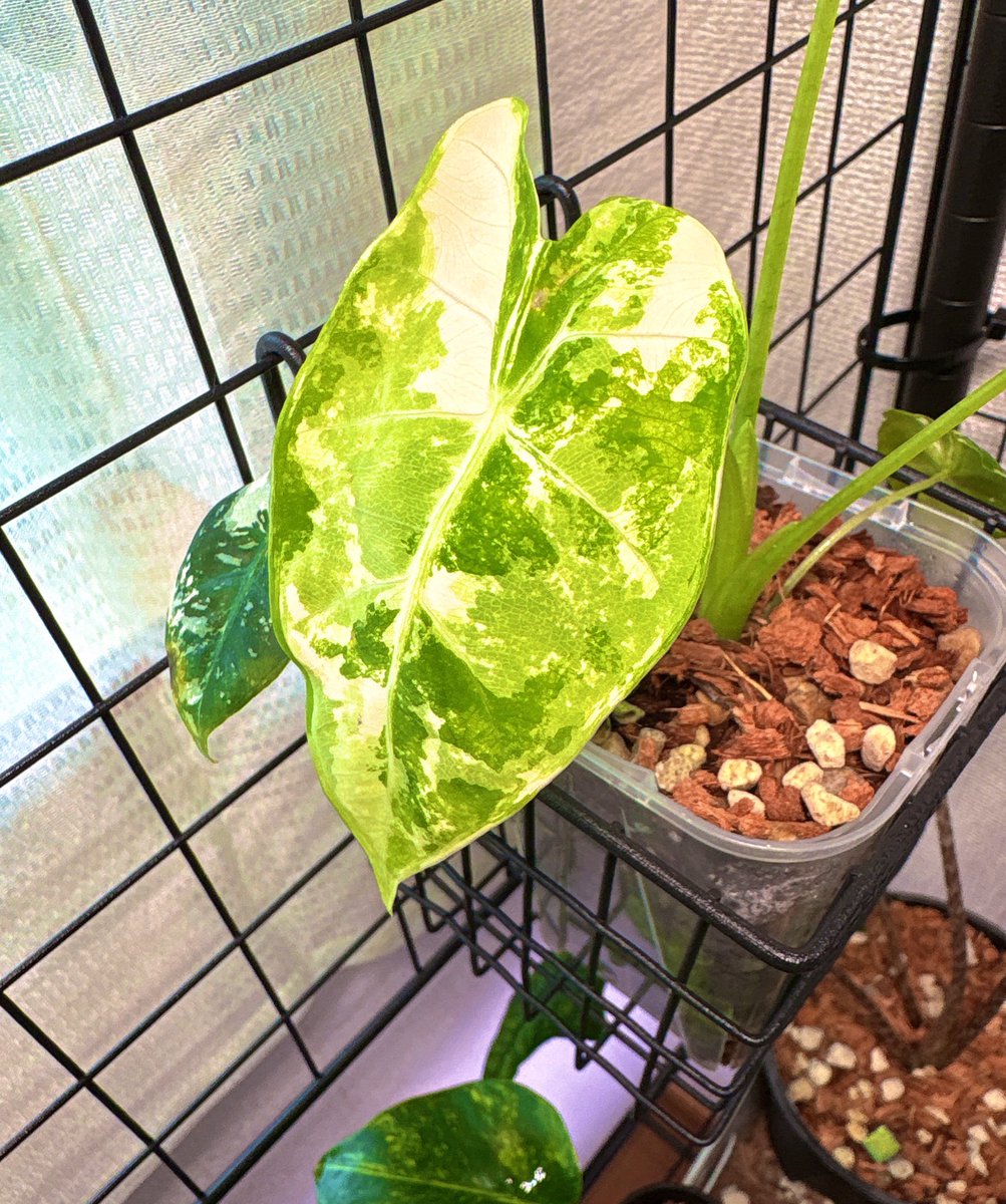 𝐊𝐨𝐦𝐮𝐫𝐚𝐬𝐚𝐤𝐢 𝐨𝐫 𝐒𝐡𝐚𝐦𝐮𝐍𝐞𝐤𝐨 tweet media