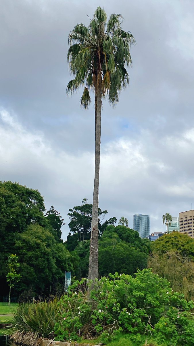 TE⭐︎SA⭐︎GE ぼす(松尾) tweet media