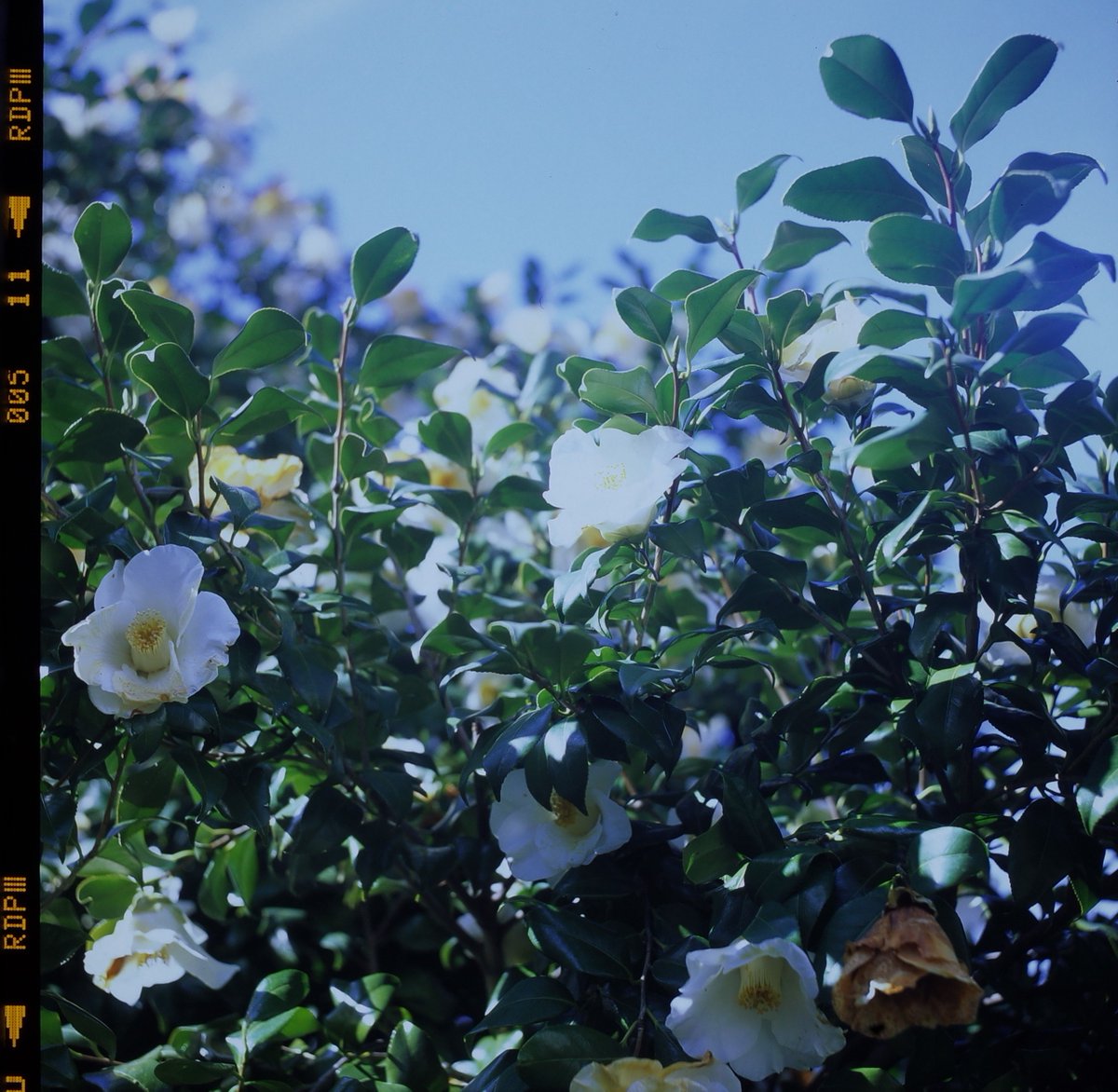 ajihei_iso100's tweet image. #filmphotography