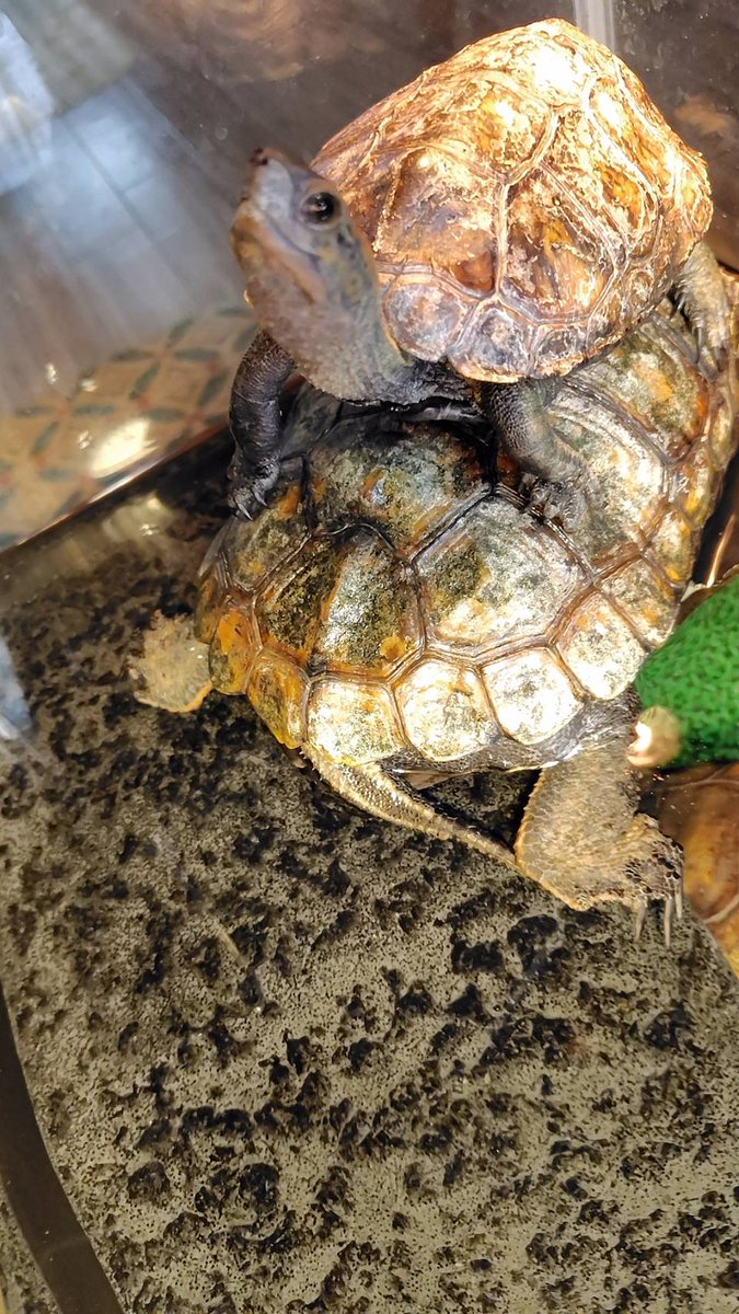 ハゲぼんず tweet media