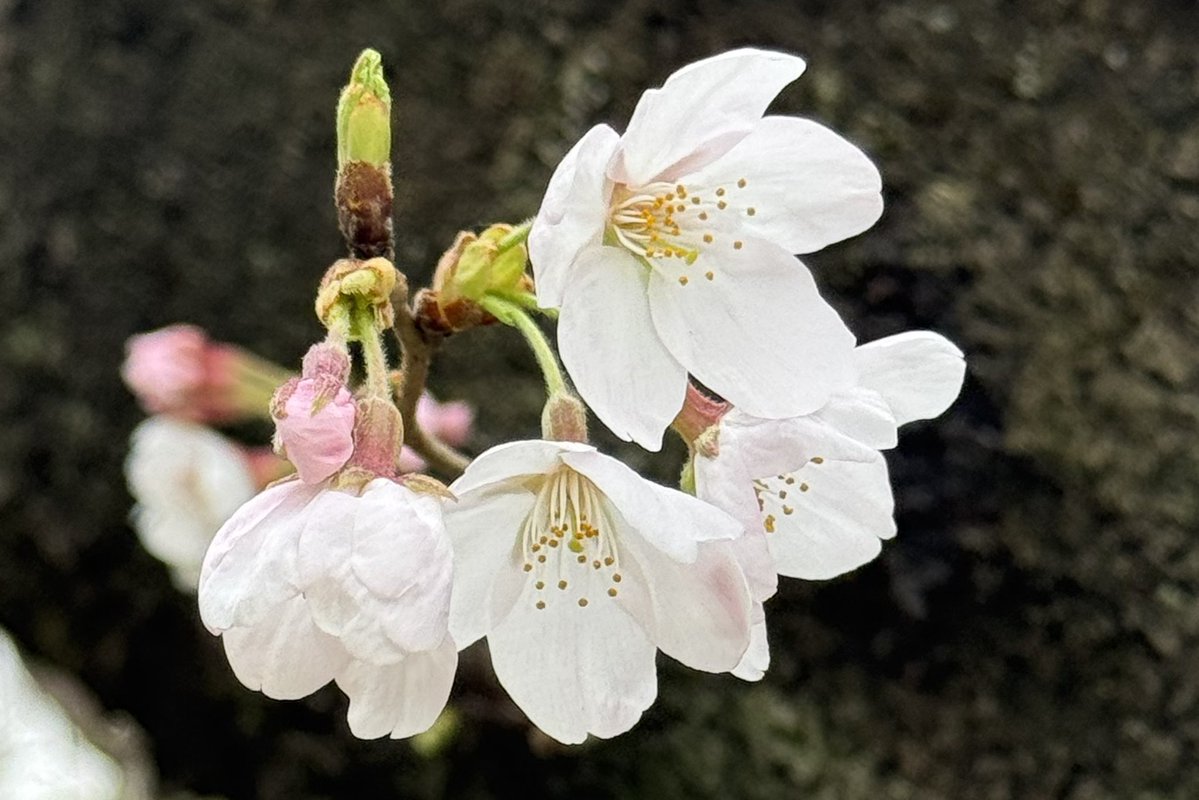 ミランダ tweet media