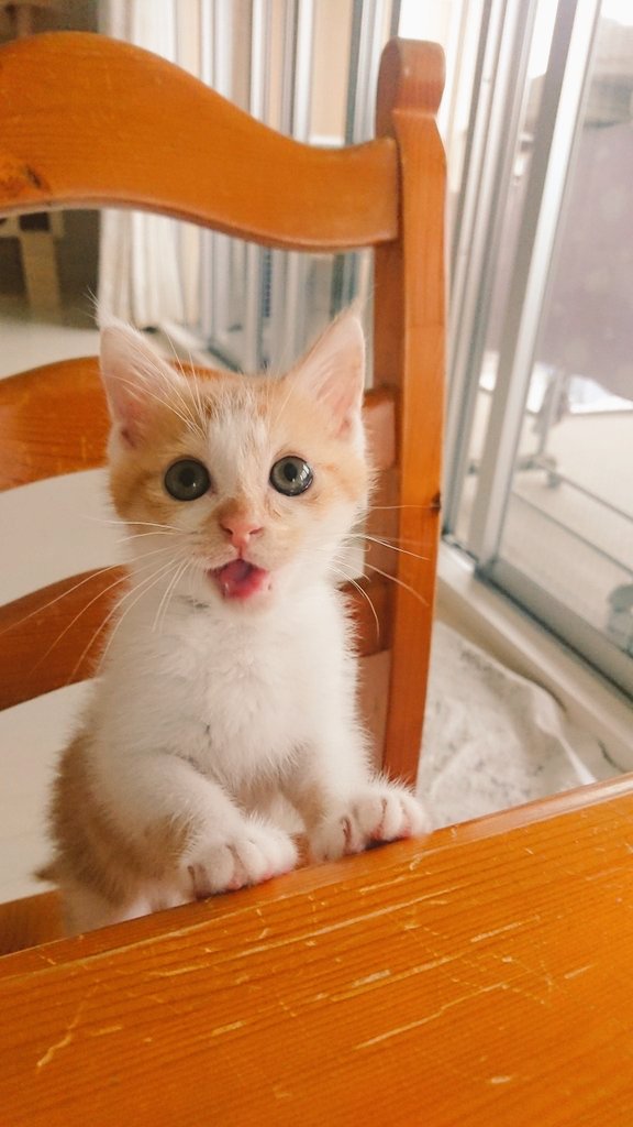 chichinanko保護猫を家族に🌿里親詐欺・虐待から動物たちを守りたい tweet media