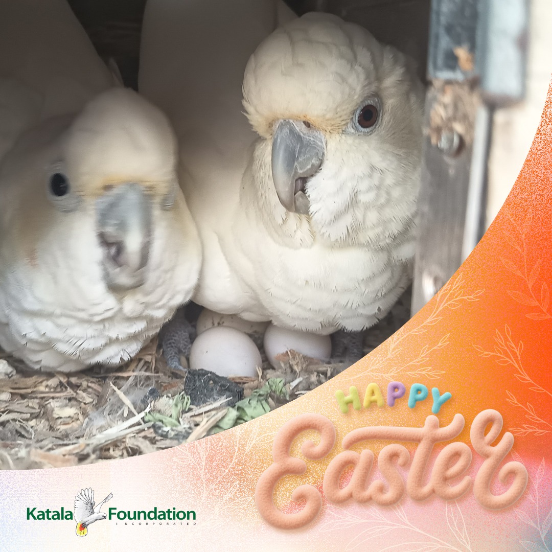 ABS-CBN News tweet media