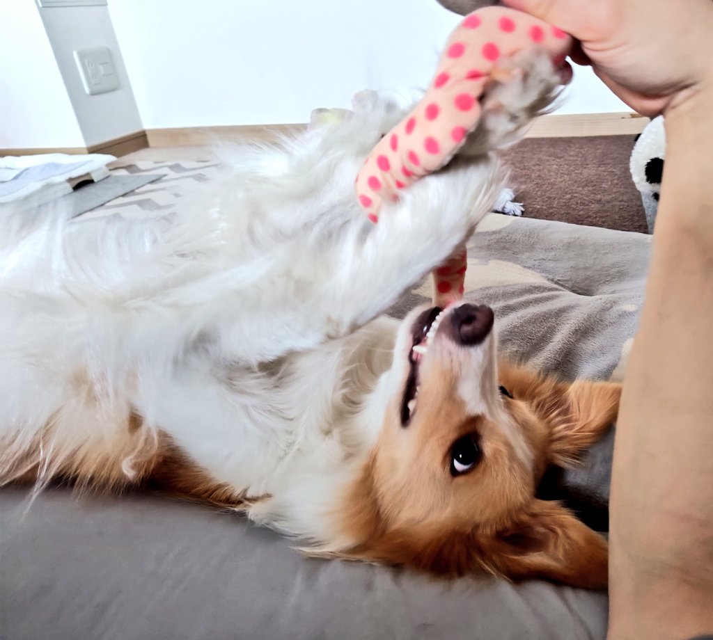 アイリス🐶ボーダー・コリー🐾 tweet media