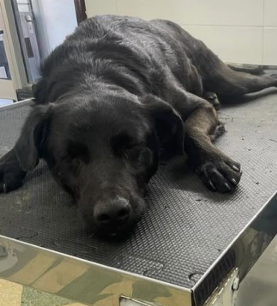 redbicheraoficialuruguay tweet media