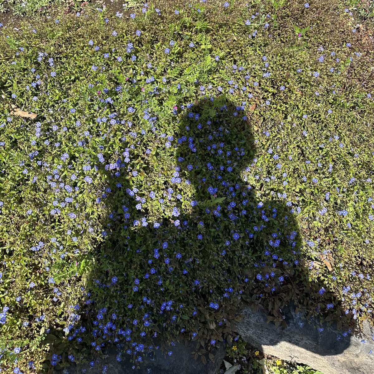 今井えにか tweet media