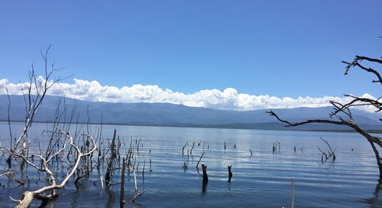 Descorides tweet media