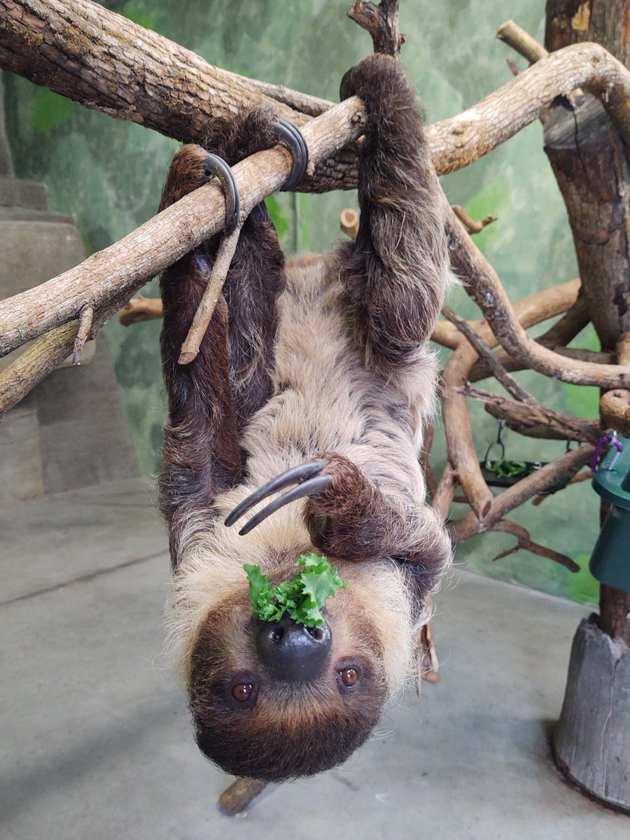 Louisville Zoo Sloths tweet media