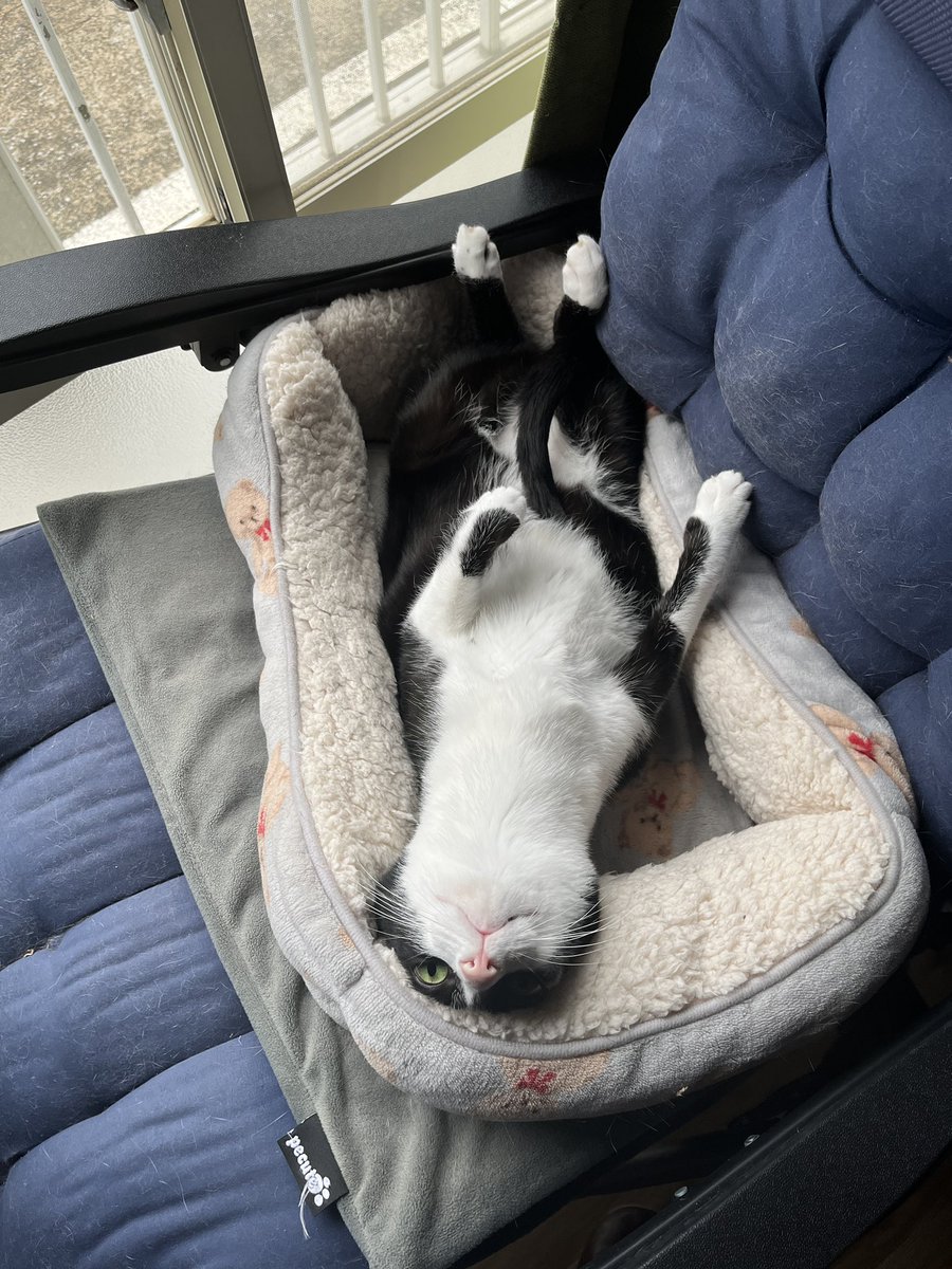 moshaden's tweet photo. 3歳を迎えた我が家のにゃんこ https://t.co/nWa7WQ1uA6