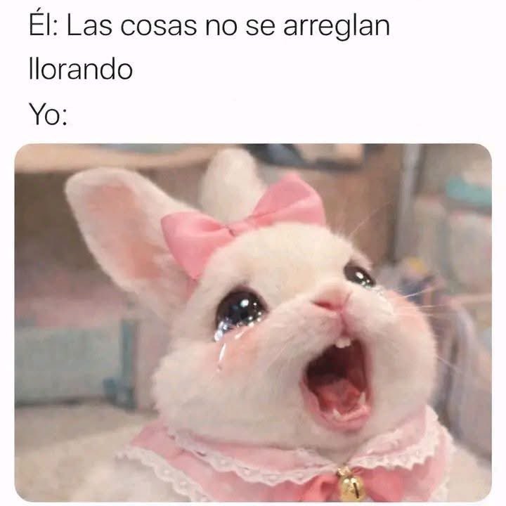 El Meme (@memessv7) on Twitter photo 