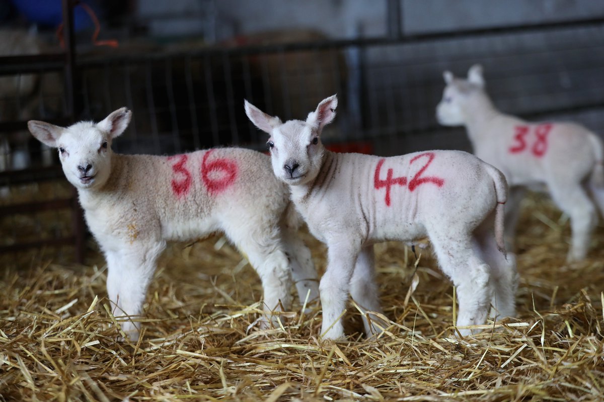 Sharath Prabhu tweet media