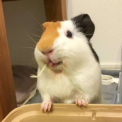 るもちゃん🌈とヒロ tweet media