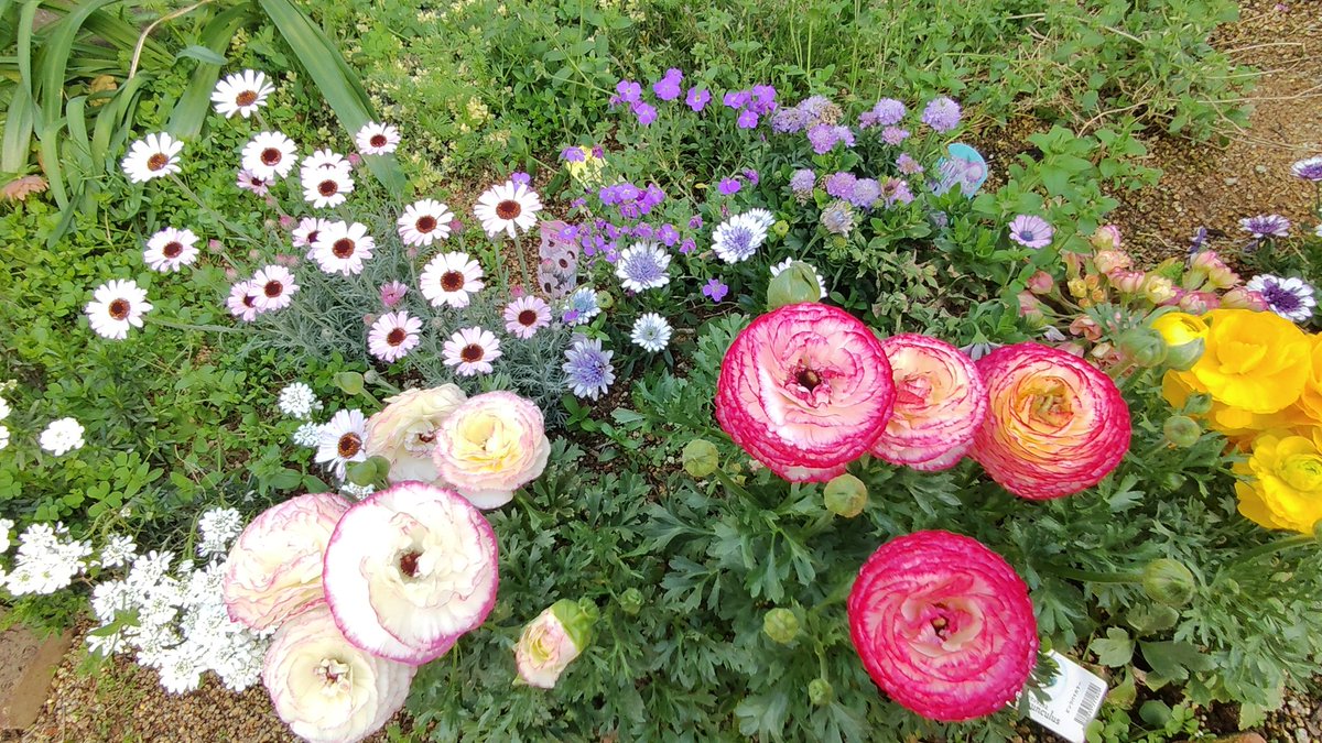 モリリン tweet media