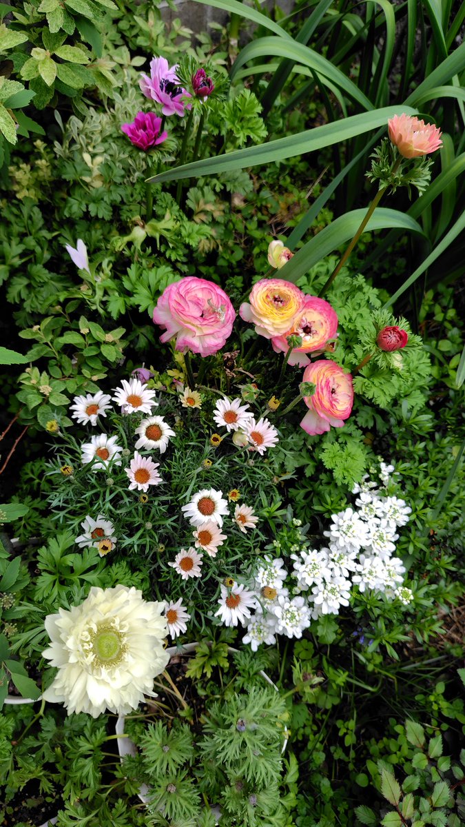 モリリン tweet media