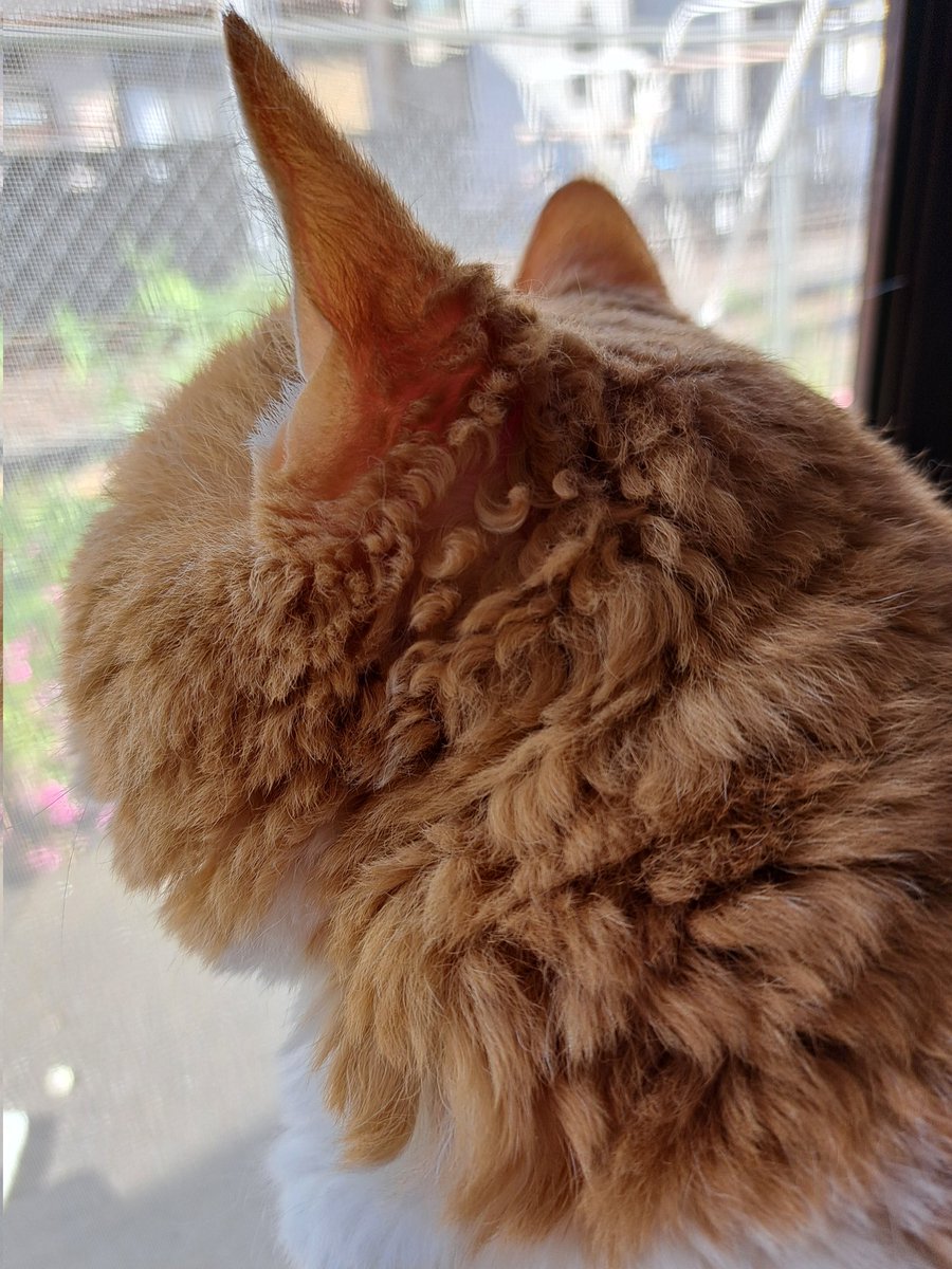 ラムキンのもやし君 tweet media