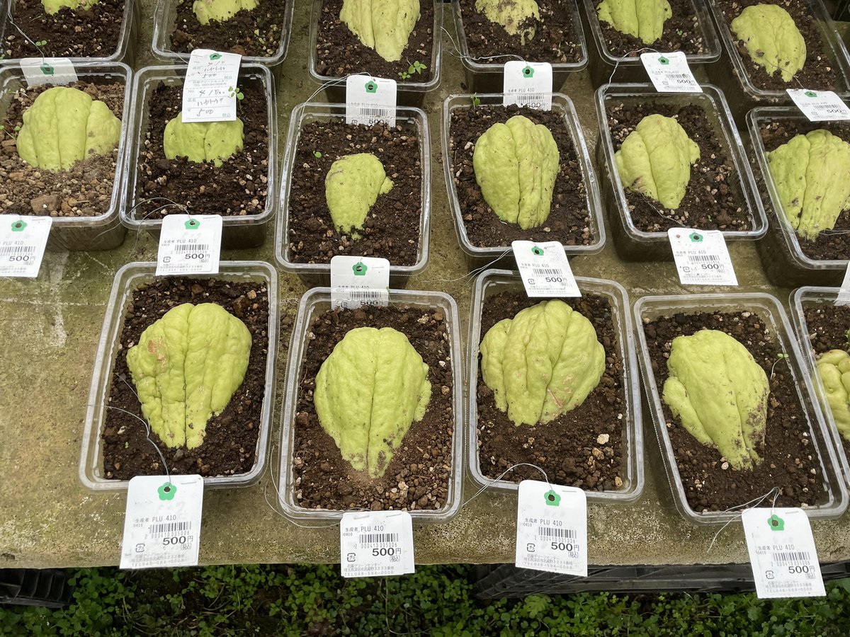 まっきー@植物 tweet media