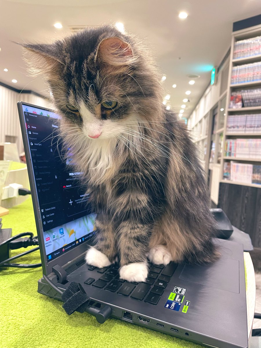 Laura Shigihara (้ดซๅใญใผใฉ ) ๐ฐ๐ง tweet media