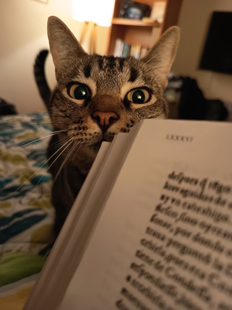 Julia D'Onofrio 🟠🎗️🟠 tweet media