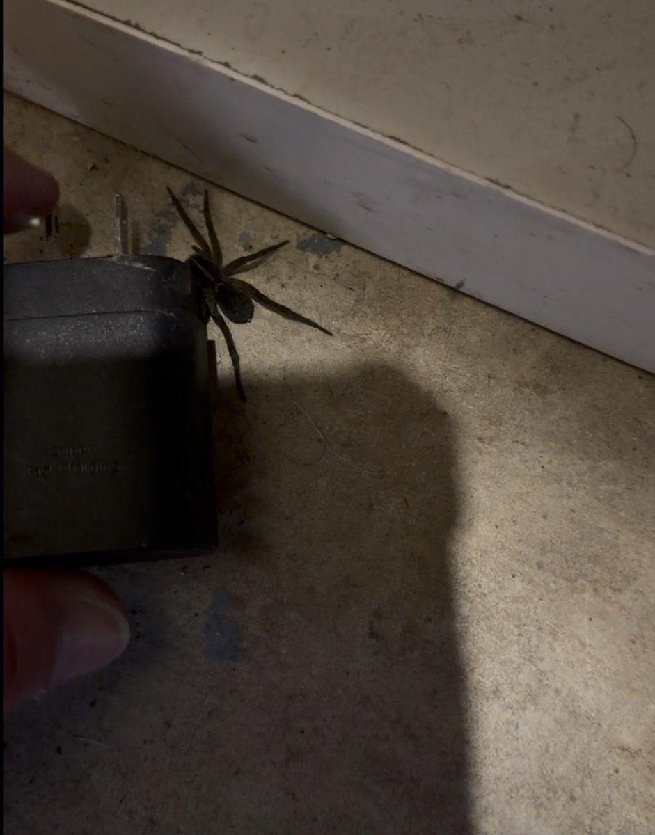 PhoenixMama 🔥 tweet media