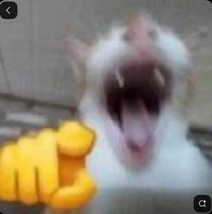 cucurucho hablo en el chat y luego se puso a disimular XD
jajajaja