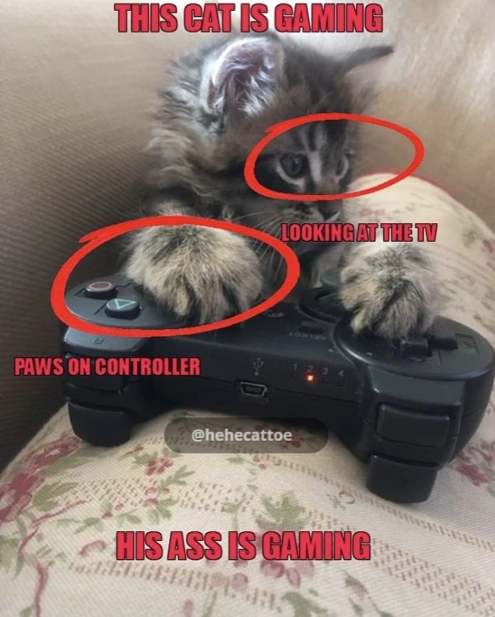 Punch Cat tweet media