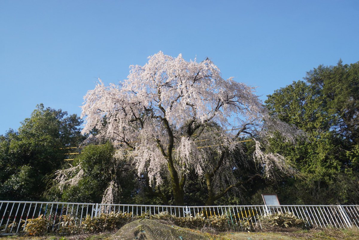 ✨🍮✨プリン・ア・ラ・モード✨🍮✨ tweet media