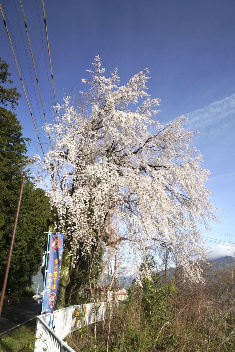 ✨🍮✨プリン・ア・ラ・モード✨🍮✨ tweet media