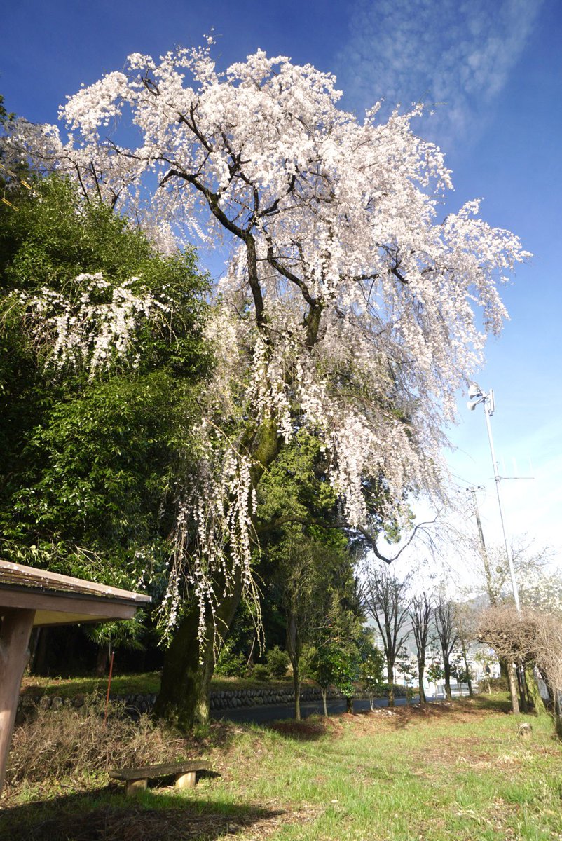 ✨🍮✨プリン・ア・ラ・モード✨🍮✨ tweet media