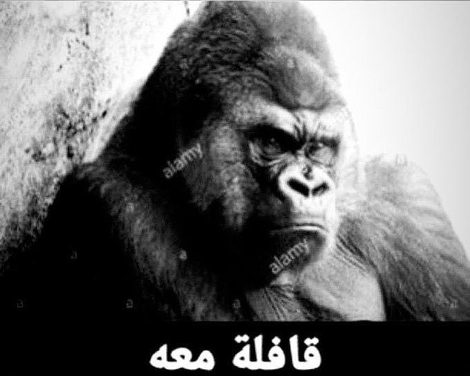 معصوب tweet media