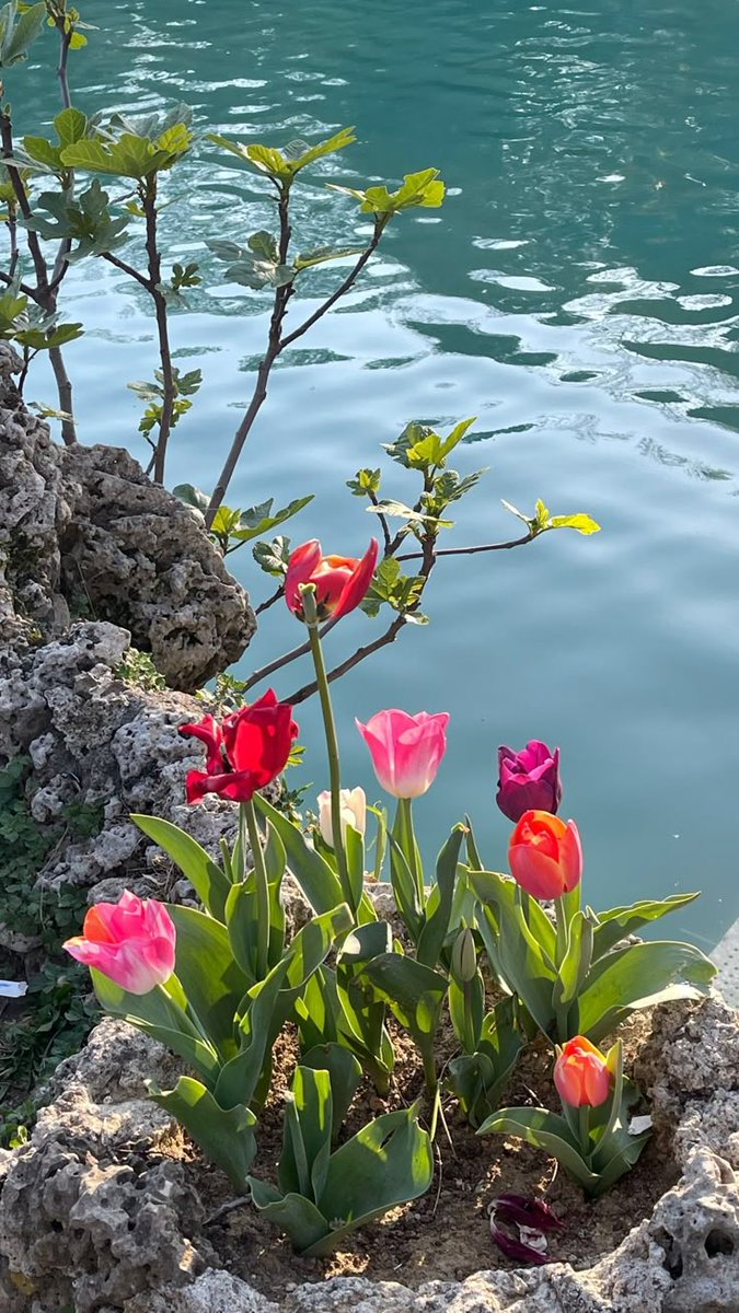 Intresting nature 🌿🪐 tweet media