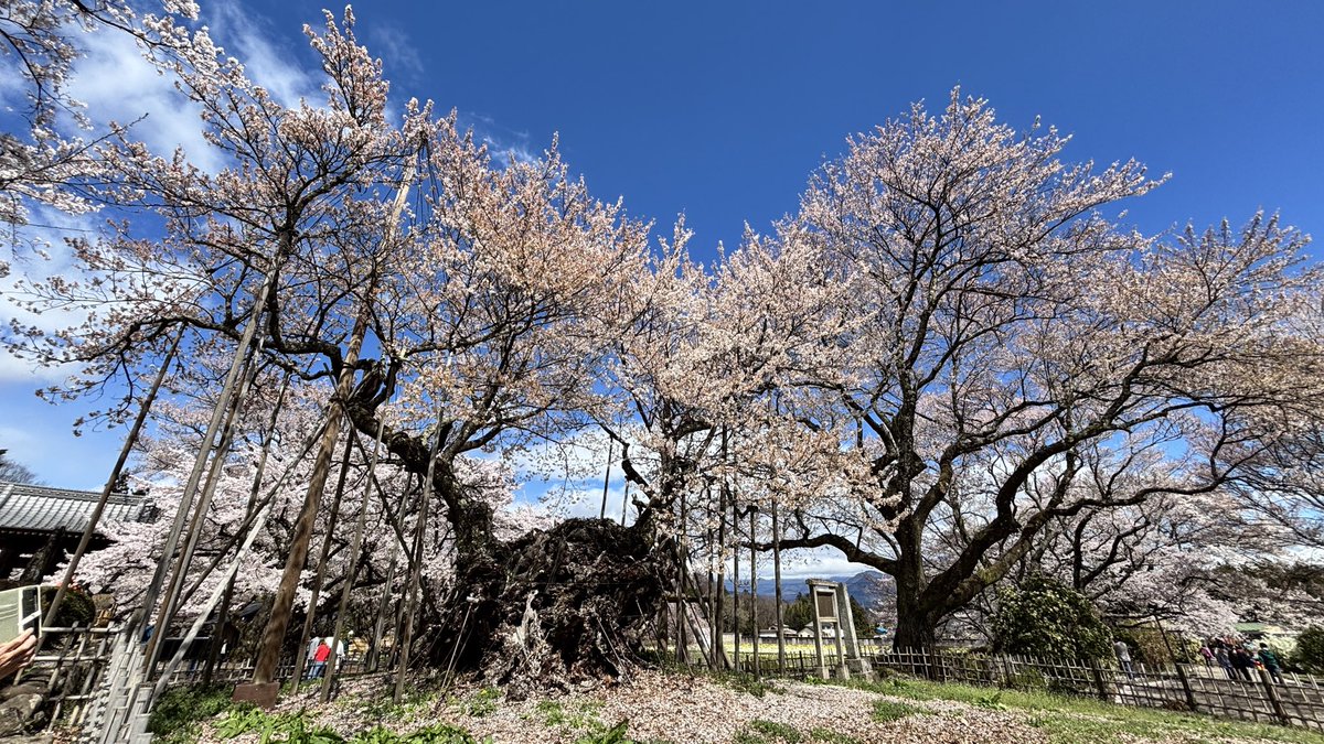 Morrow_M's tweet photo. 山高神代桜

山梨県北杜市の實相寺、樹齢2000年とも言われる。

福島県「三春滝桜」、岐阜県「根尾谷薄墨桜」と並び日本三大桜と称される。

中日ツアーの撮影ツアーで行きました。

ZV-E10＋E11F18　

#山高神代ザクラ 
#中日ツアーズ 
#撮影バスツアー
#日本三大桜名所 https://t.co/OzREez9cKe