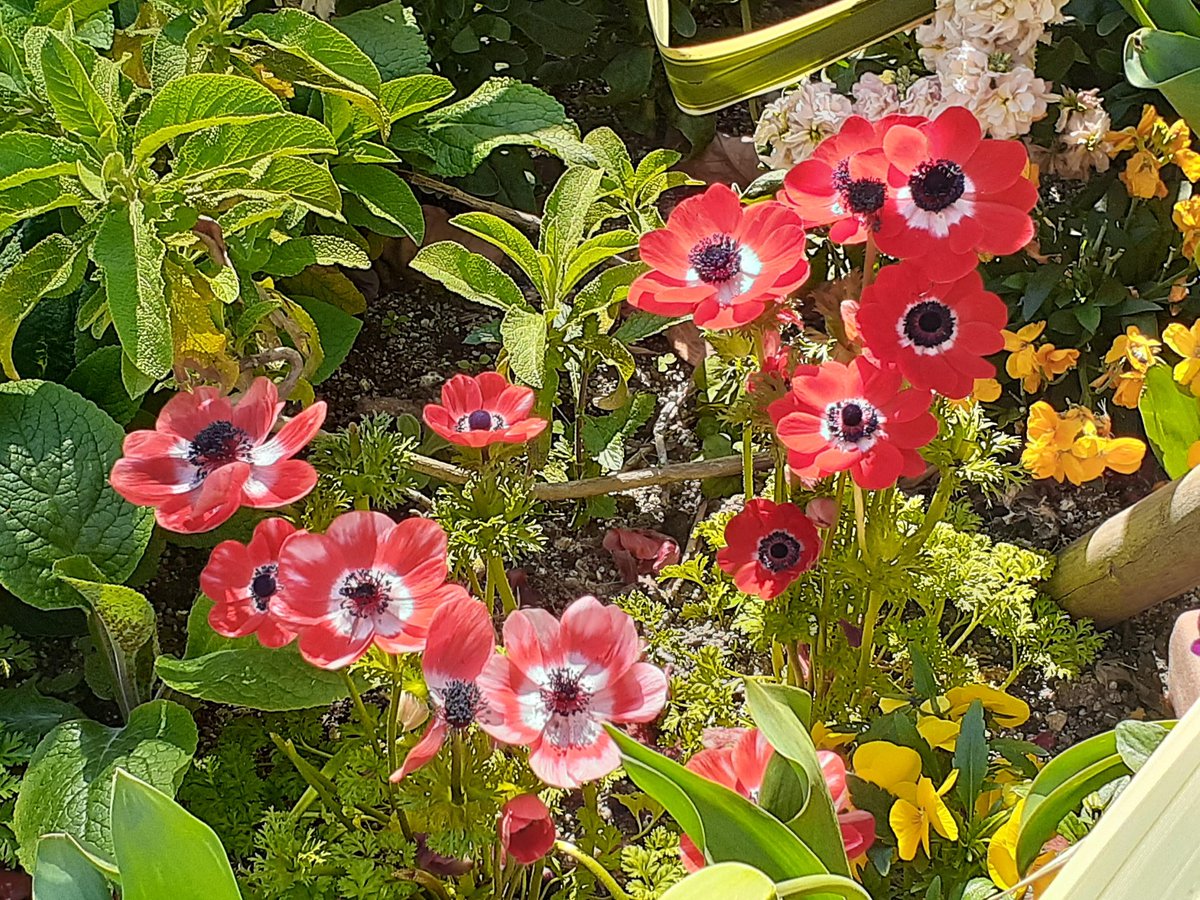 善右衛門 tweet media