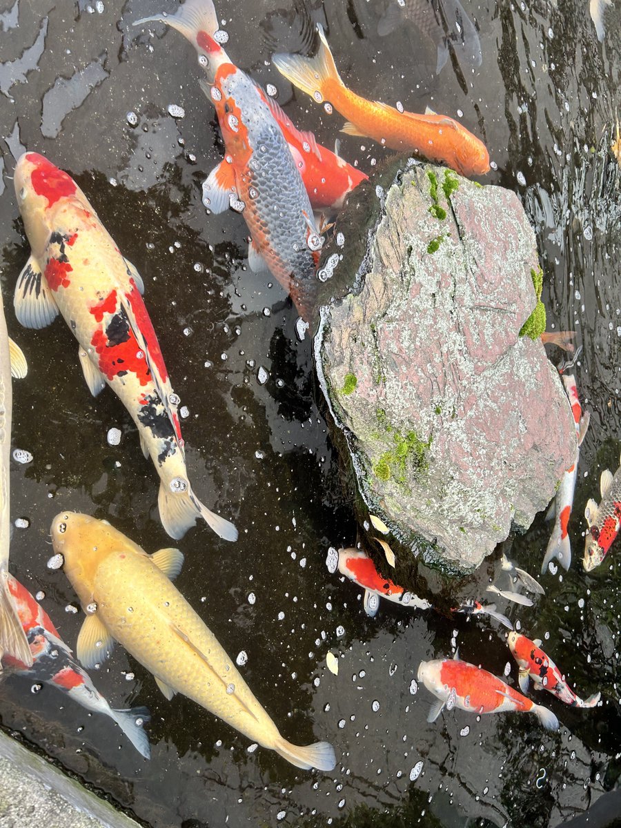 おなつのさぶだし🍆 tweet media