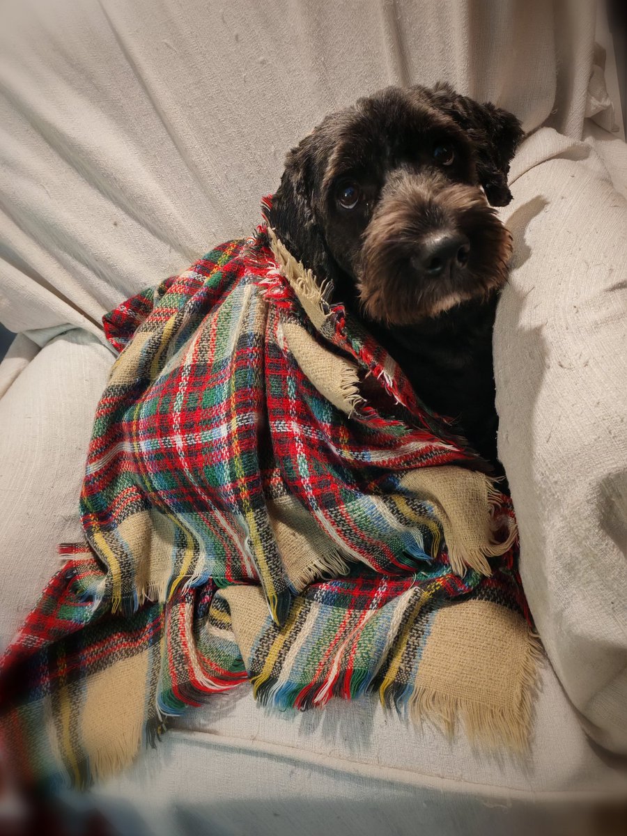 Veronica tweet media