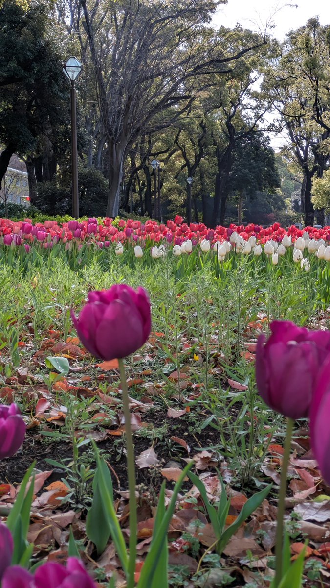 じんらい🍓@サラダパン🍓 tweet media