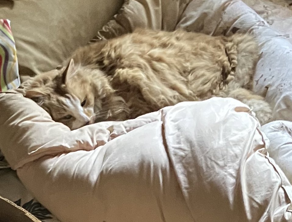 レーズン×高さ/2 tweet media