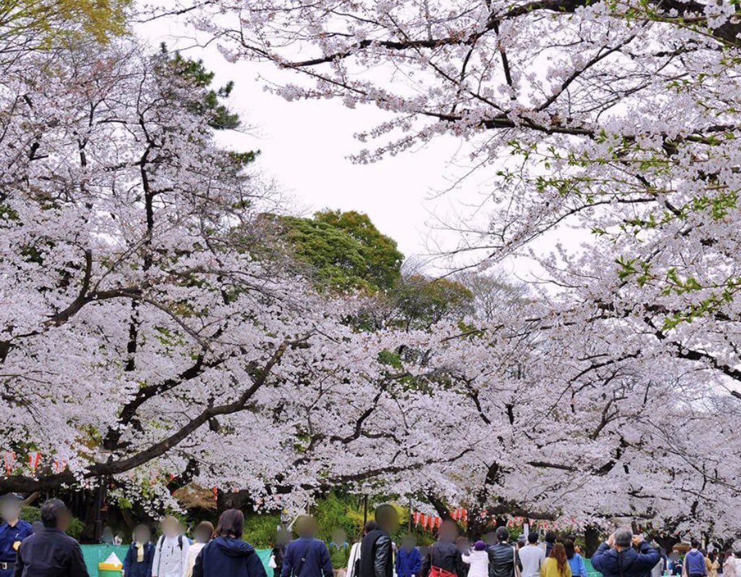 ことりカフェ上野店 tweet media