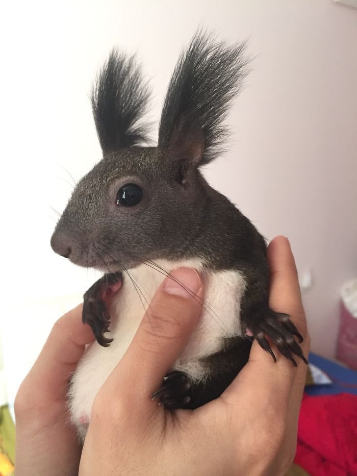 cowboy shane tweet media