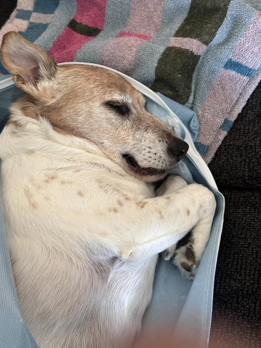 IrsaKhan499439's tweet image. Randall and I said our goodbyes to Jackson this morning at 11:48 am. He was very special to us and we love you Bubba 💙🙏🏻
•⁣⁣⁣⁣⁣⁣
📸 Cheryl Burrows
Run free, sweet Jackson. 💙🐾 
#jackrussell