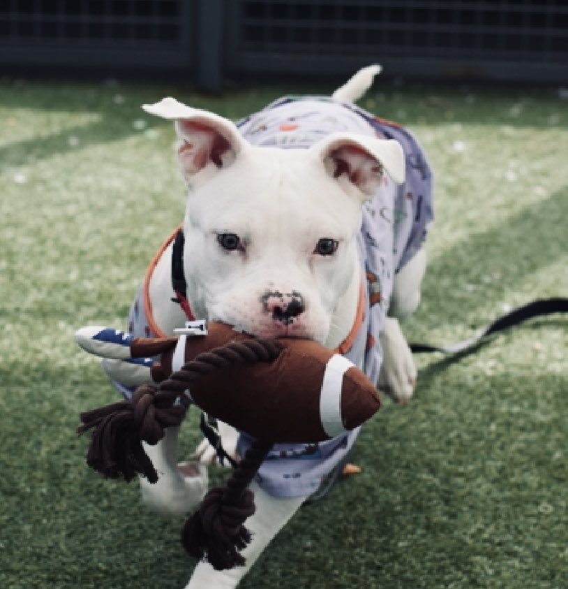 3️⃣0️⃣ day + Stay NYCACC • Freckles is Beautiful 2️⃣ yr old Ivory Borough Bred Boy who’s athletic, happy &amp; sultry who arrived “stray” to the Queens Pound in NYC 3️⃣3️⃣days ago 

Have you ever seen such an adorable tiny tongue out pic 🥰 

Will 🫵🏻adopt him🧐 foster him 🧐

DM
